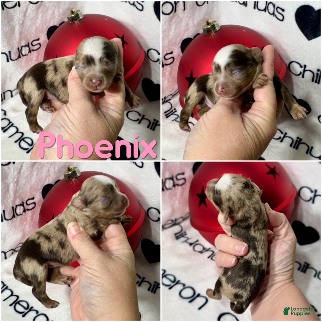 Chihuahua dogs for sale: Super Tiny Phoenix LC - Ad 5