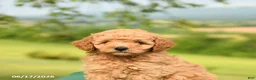Mini Goldendoodle dogs for sale: Abby - Ad 5