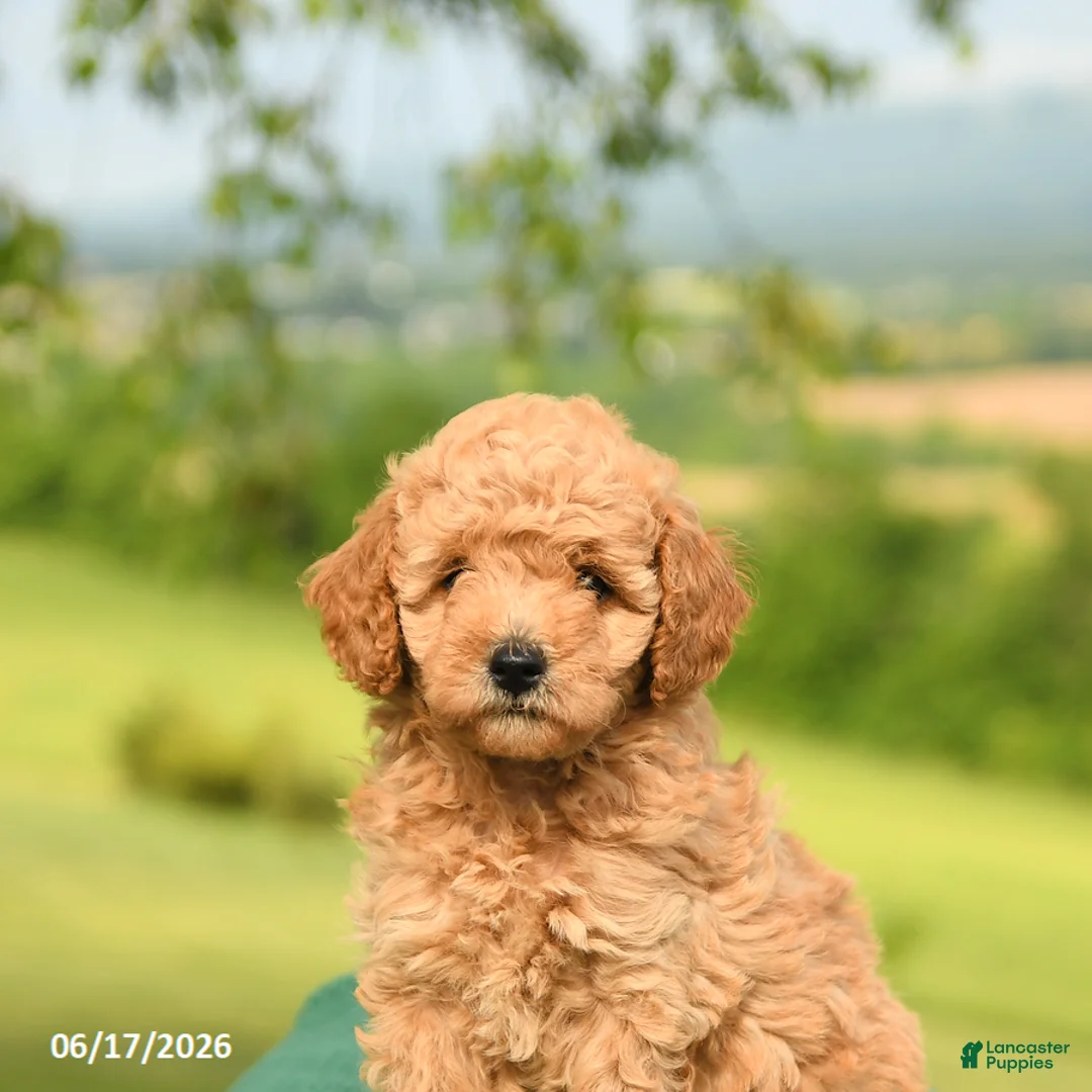 Mini Goldendoodle dogs for sale: Abby - Ad 5