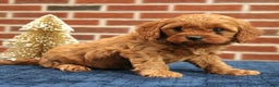 Cavapoo dogs for sale: Bentley  - Ad 2