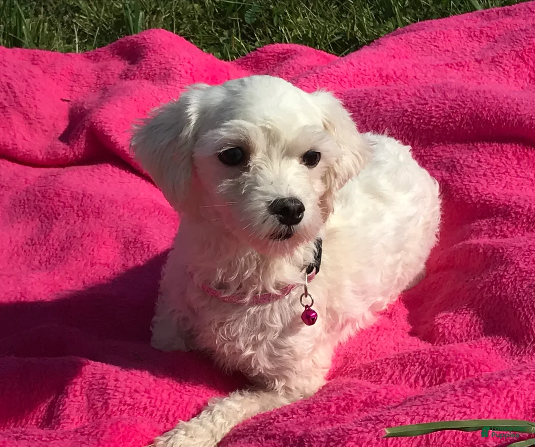 Maltipoo dogs for sale: Caleb  - Ad 10