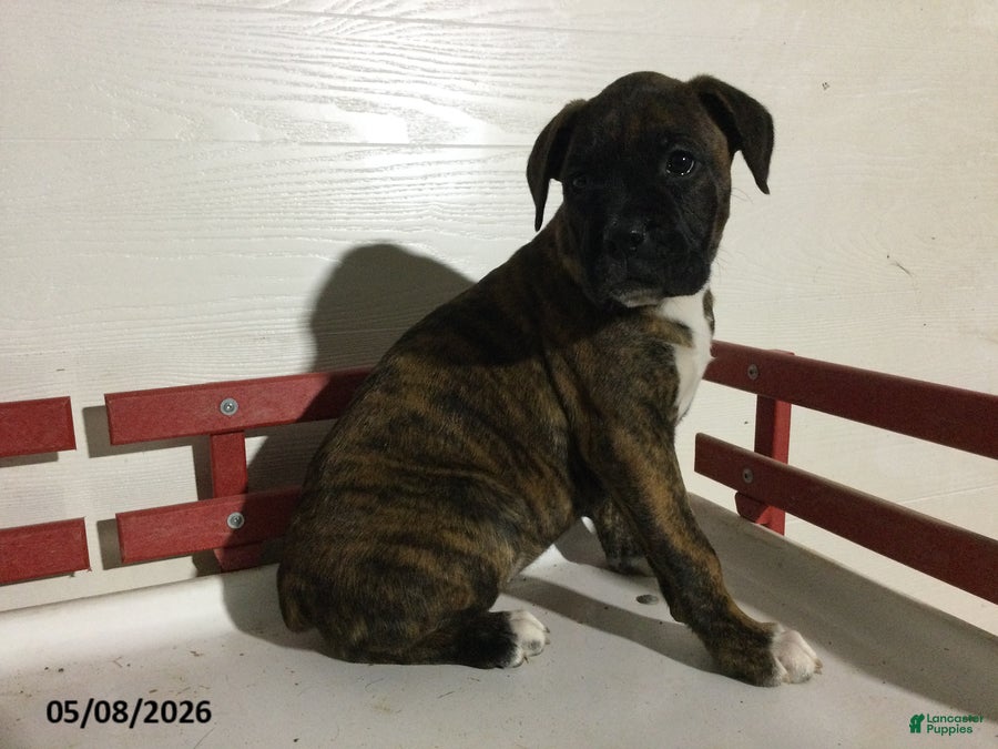 Boxer dogs Renae - Ad 1