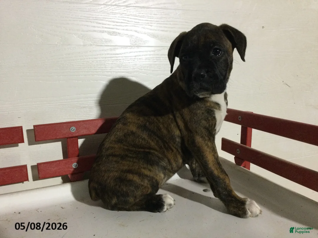 Boxer dogs for sale: Renae - Ad 1