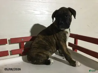 Boxer dogs for sale: Renae - Ad 2