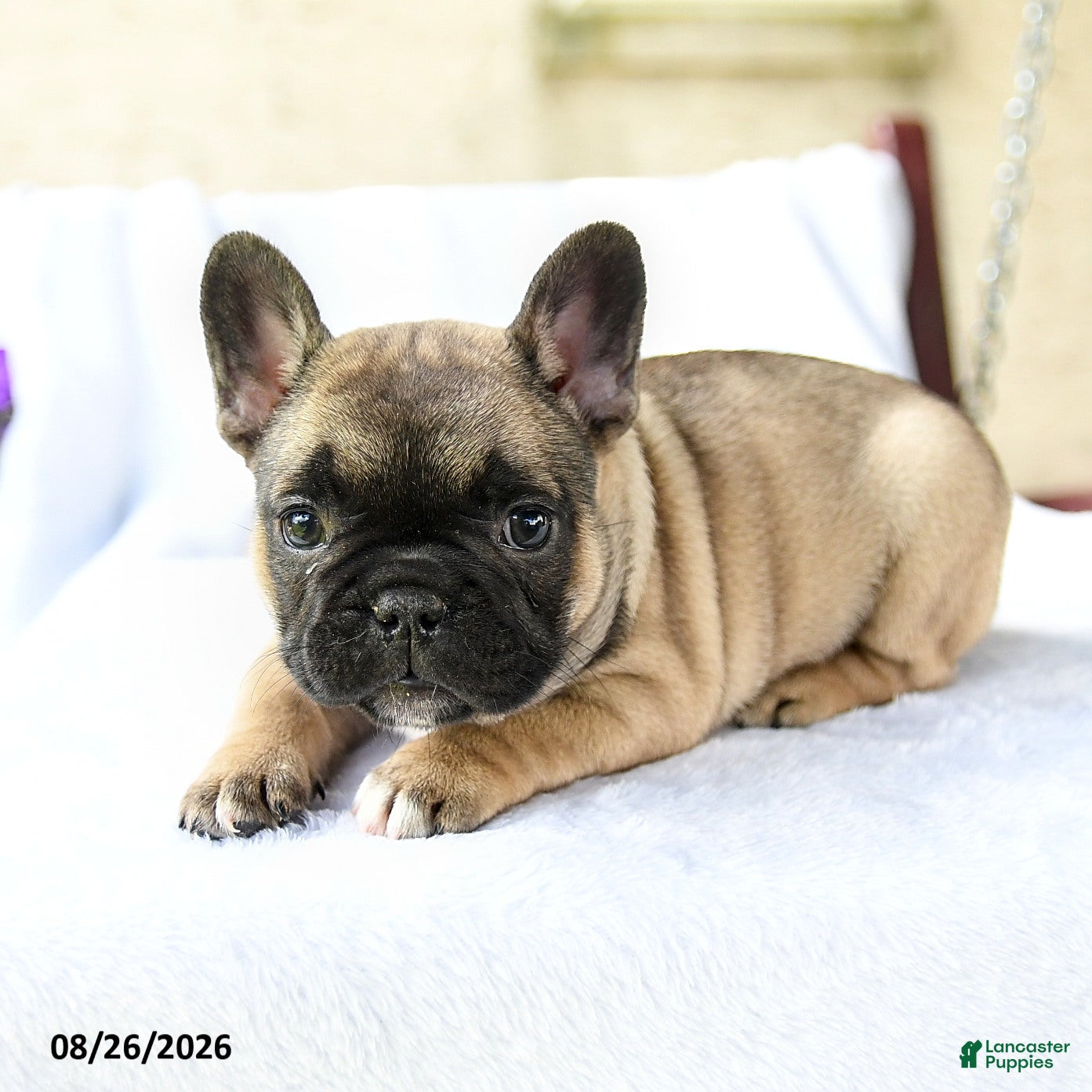 French Bulldog dogs Kayla Extra Small - Ad 2