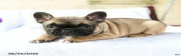 French Bulldog dogs for sale: Kayla Extra Small - Ad 2