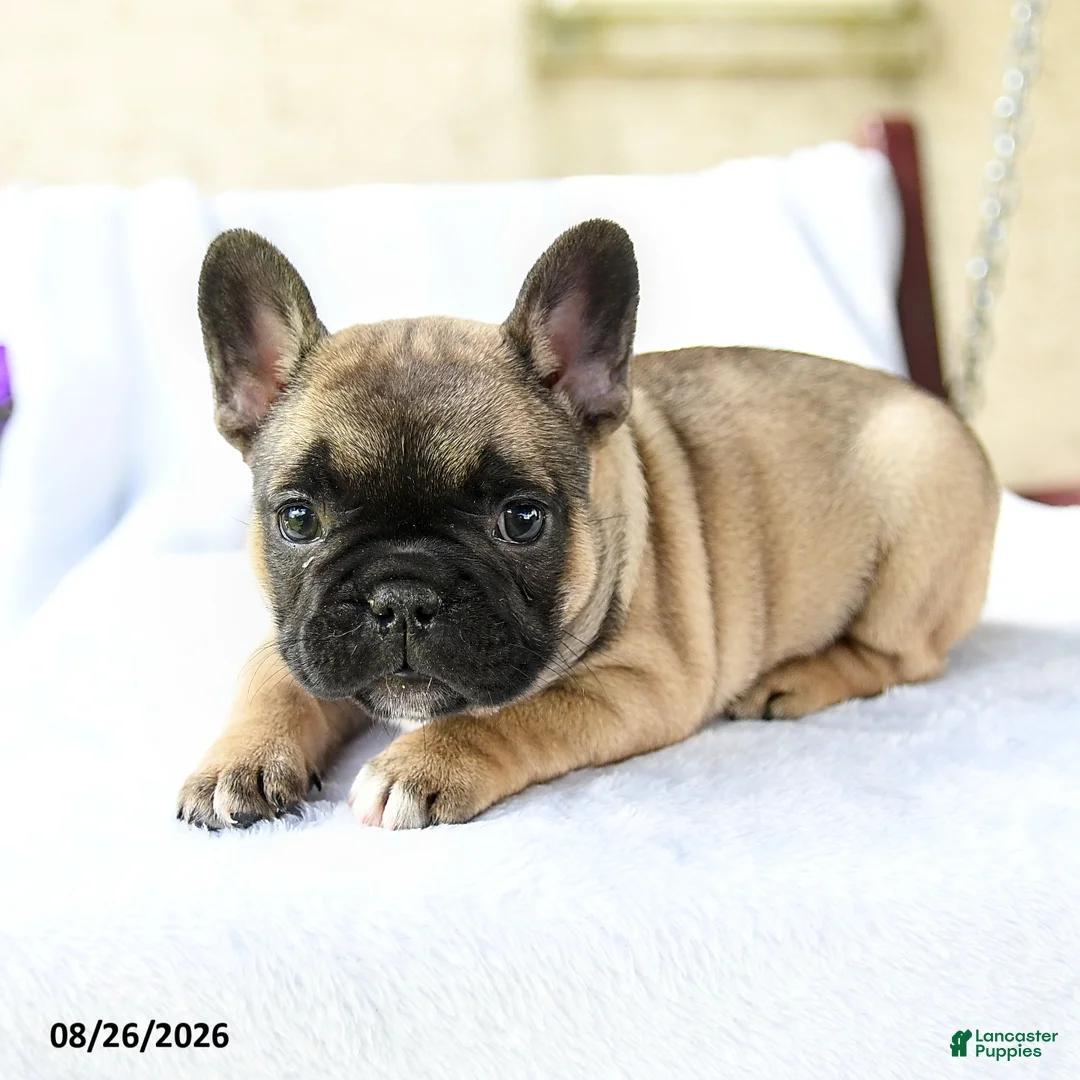 French Bulldog dogs for sale: Kayla Extra Small - Ad 2