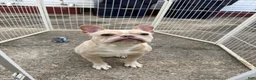 French Bulldog dogs for sale: Tropical  - Ad 4