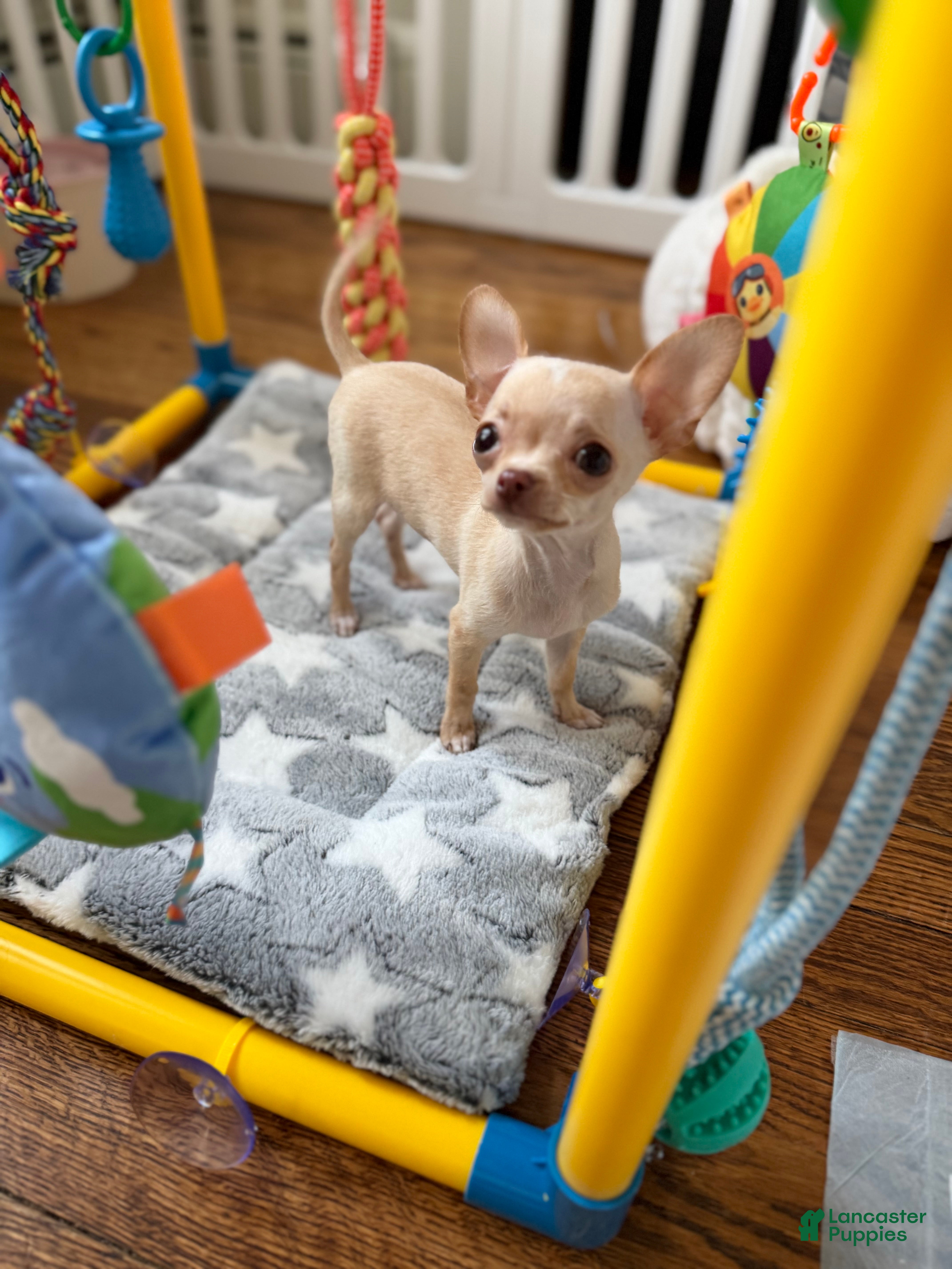 Chihuahua dogs CKC Teacup Baby only 3lbs fully grown  - Ad 1