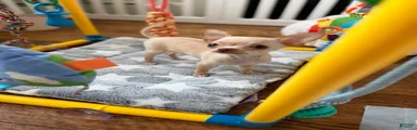 CKC Teacup Baby only 3lbs fully grown 