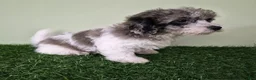 Miniature Poodle dogs for sale: Chevelle - Ad 5