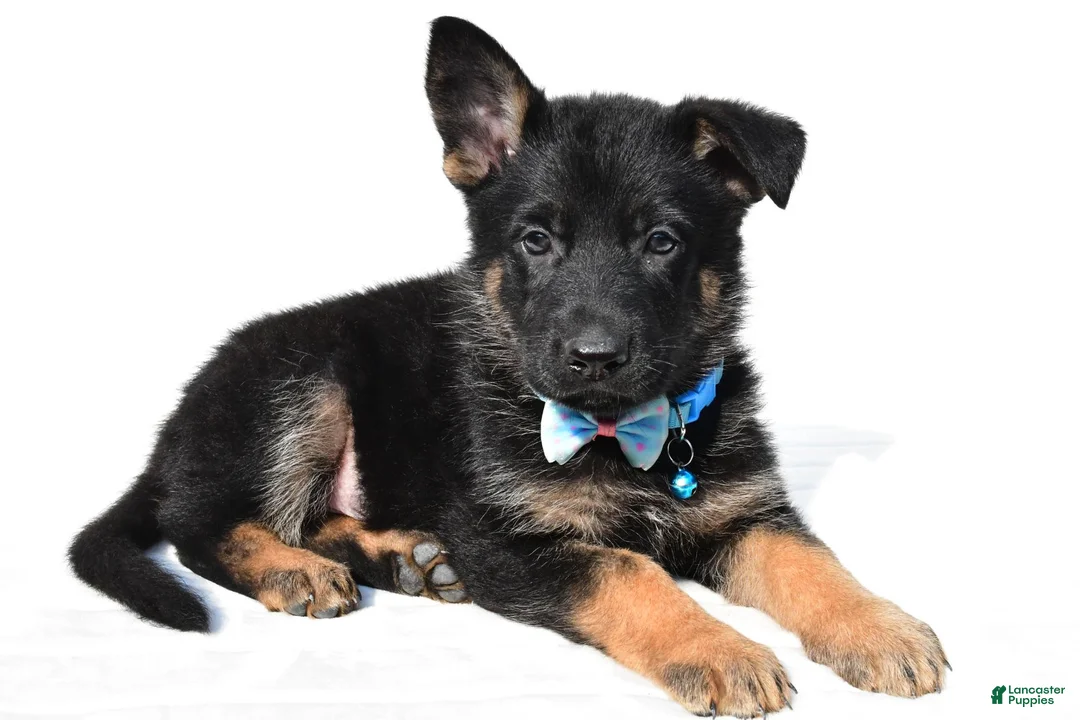 German Shepherd dogs for sale: Lonnie - Ad 2