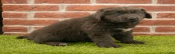 Newfoundland dogs for sale: Hannah - Ad 5