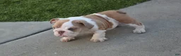 English Bulldog dogs for sale: English Bulldog Puppy 1 - Ad 2