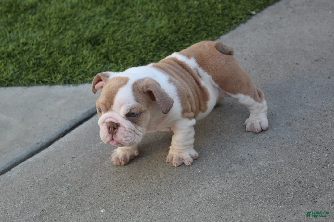 English Bulldog dogs for sale: English Bulldog Puppy 1 - Ad 2