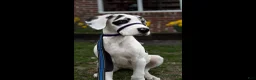 Great Dane dogs for sale: Otter - Ad 2
