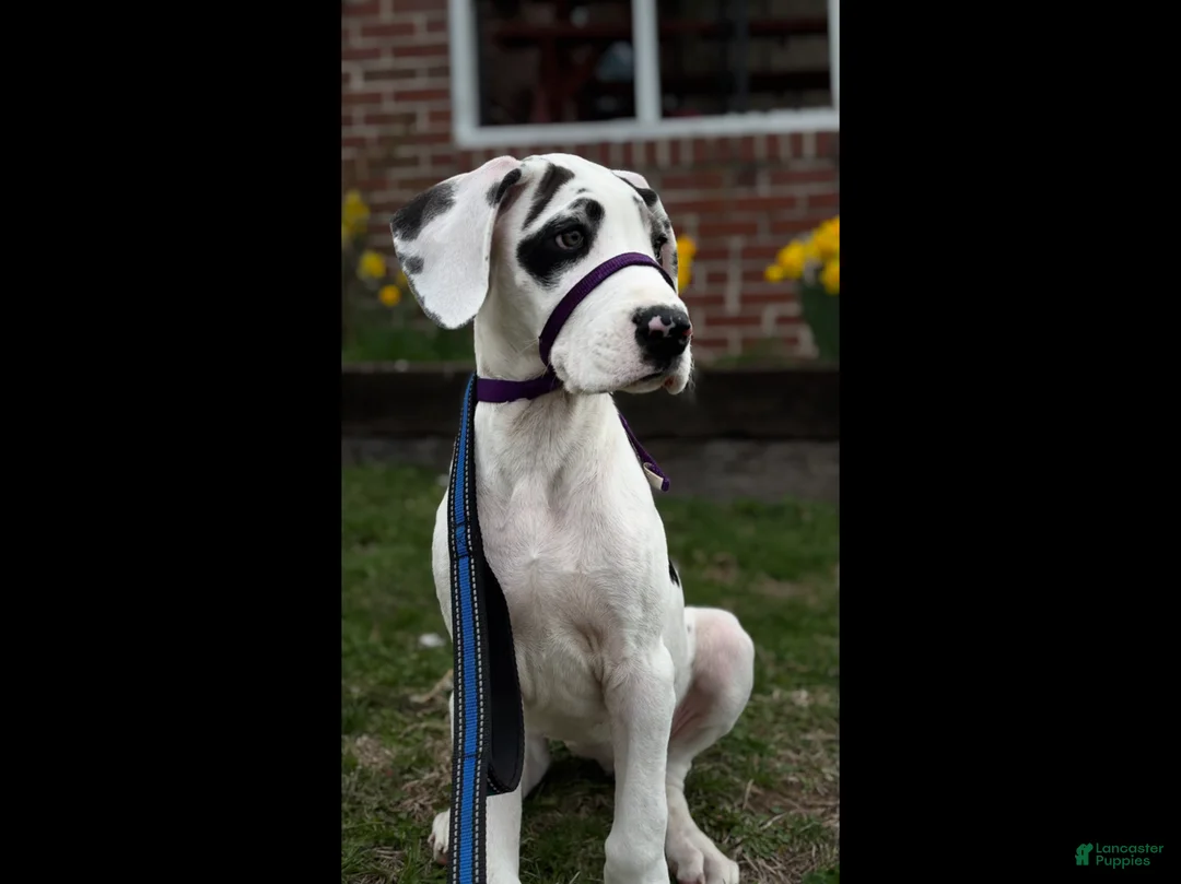 Great Dane dogs for sale: Otter - Ad 2