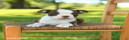 Boston Terrier dogs for sale: Terrance - Ad 4