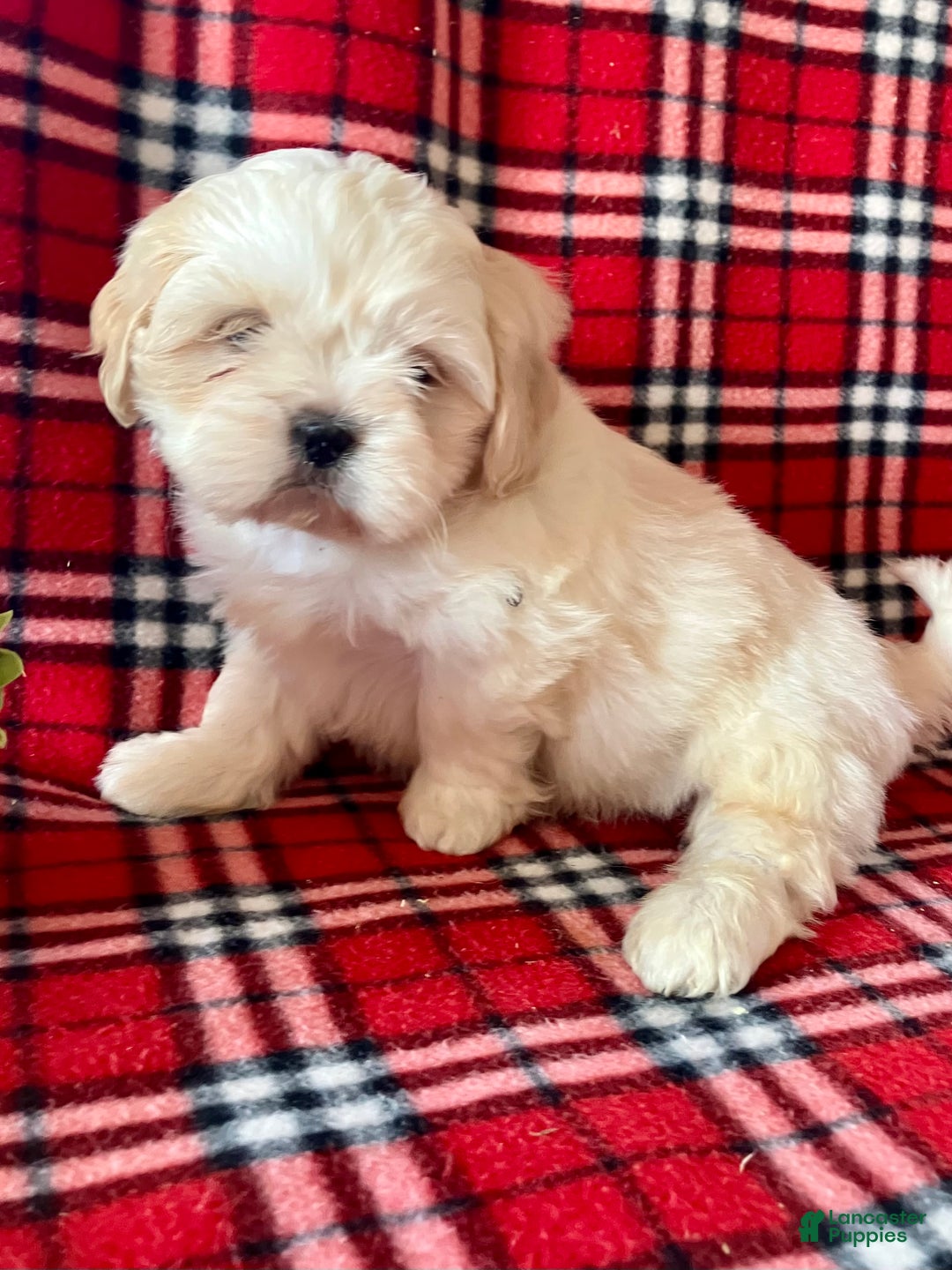 Shih Tzu dogs for sale: Leo - Ad 2