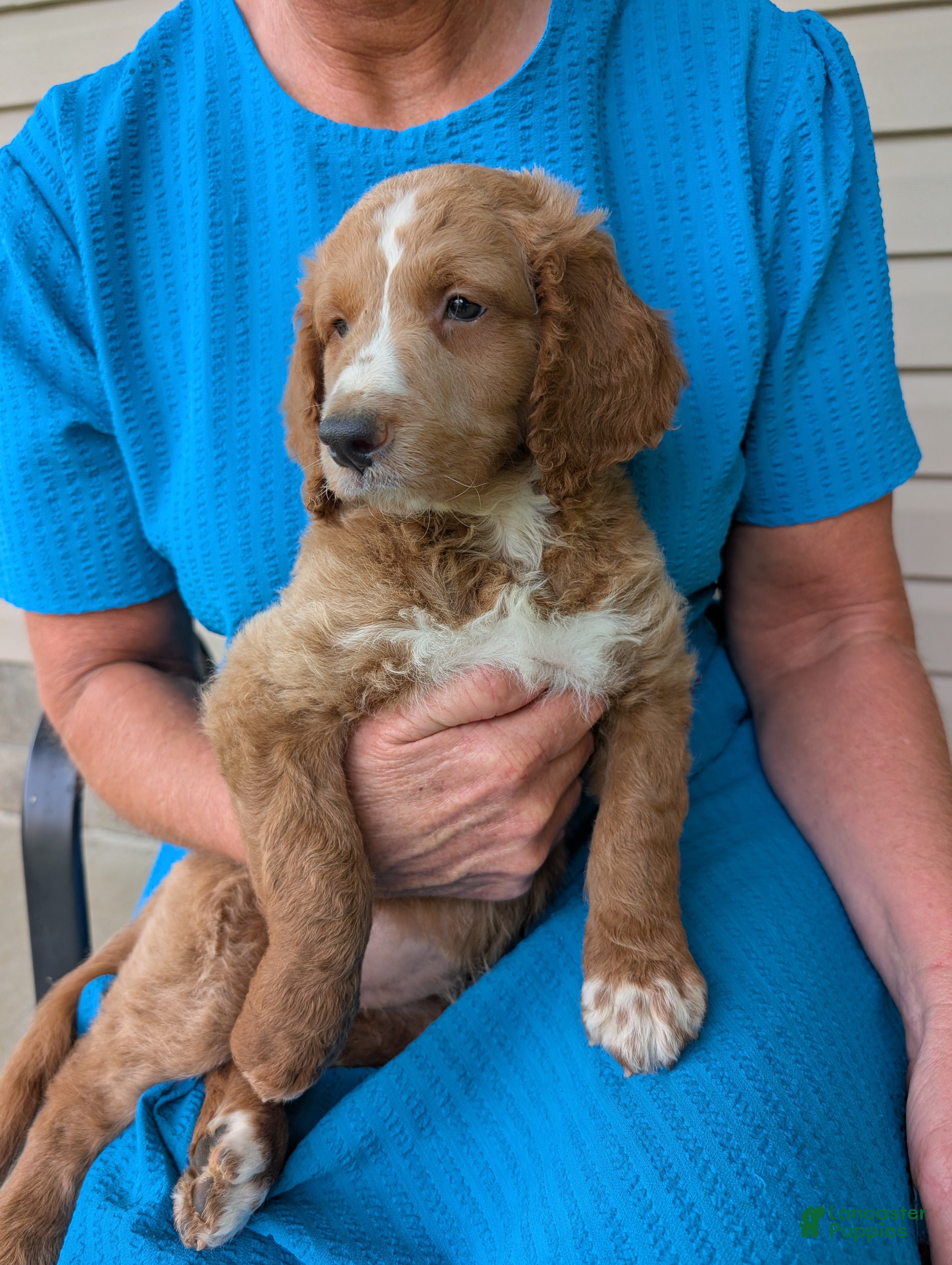 Goldendoodle dogs Lola - Ad 1