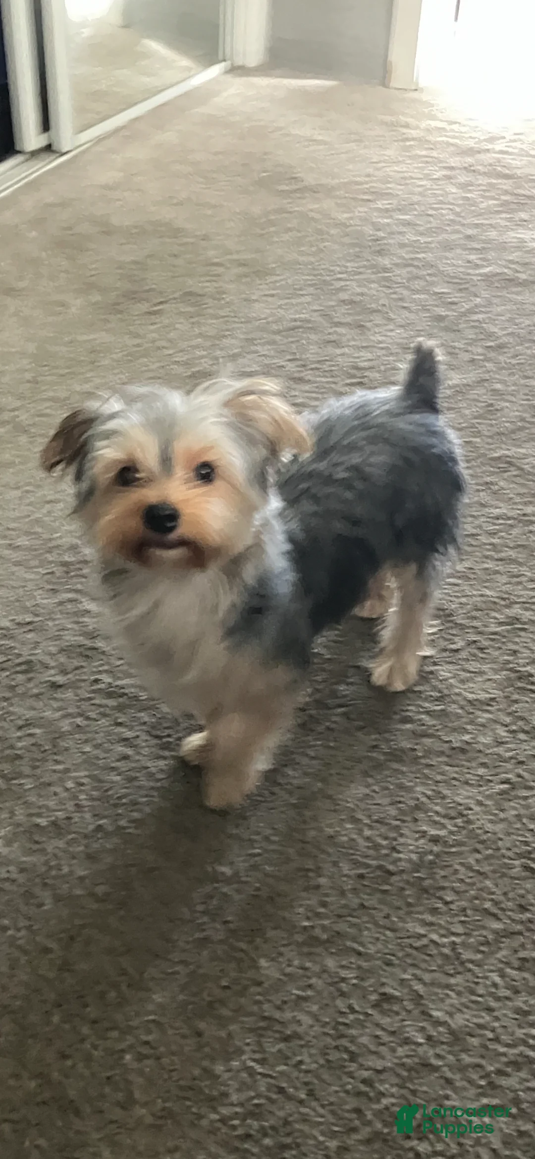 Yorkshire Terrier dogs for sale: Yorkshire Terrier Puppy 1 - Ad 2