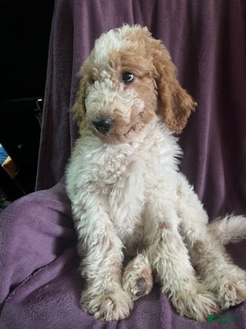Goldendoodle dogs Freddie male - Ad 2