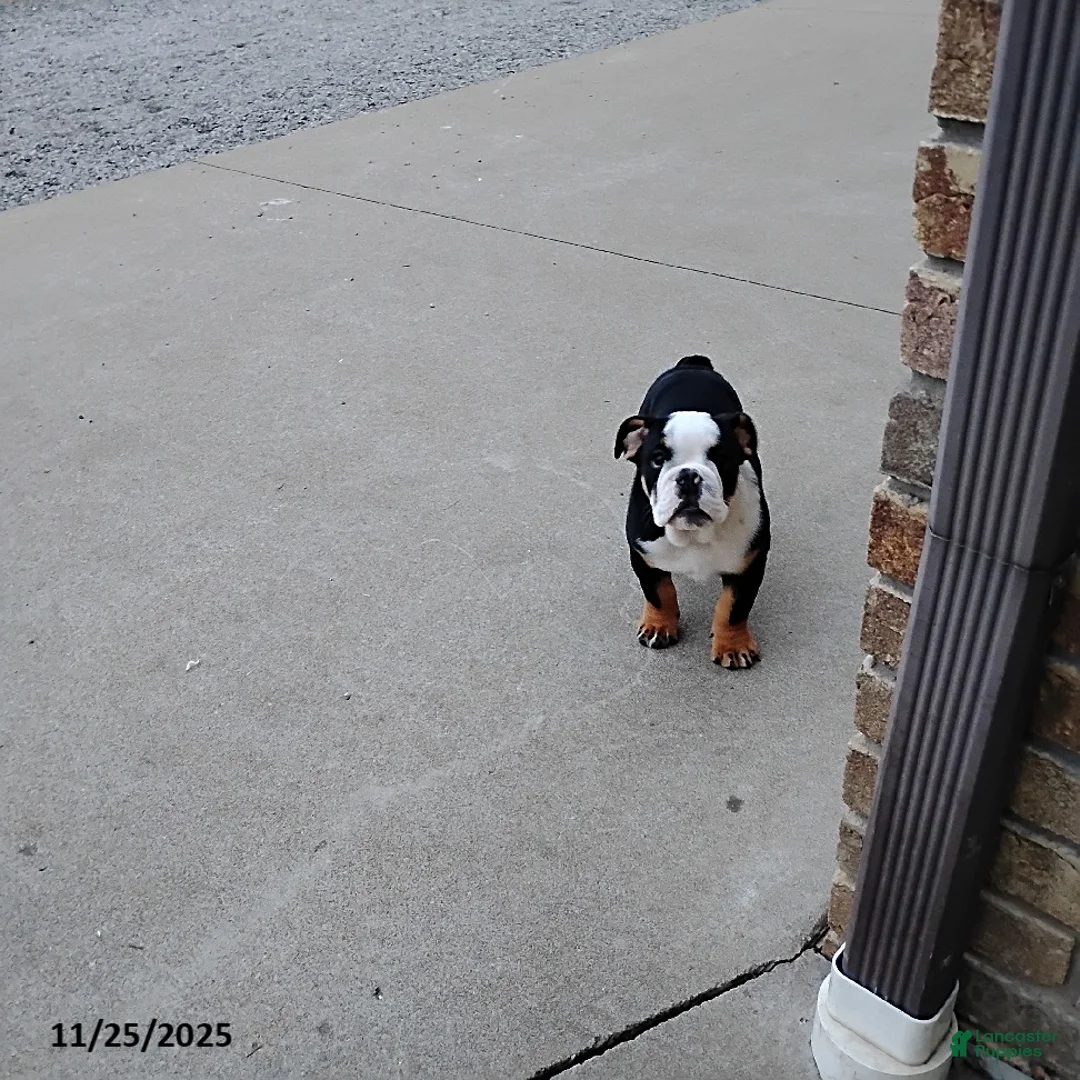 English Bulldog dogs for sale: Reuben - Ad 12