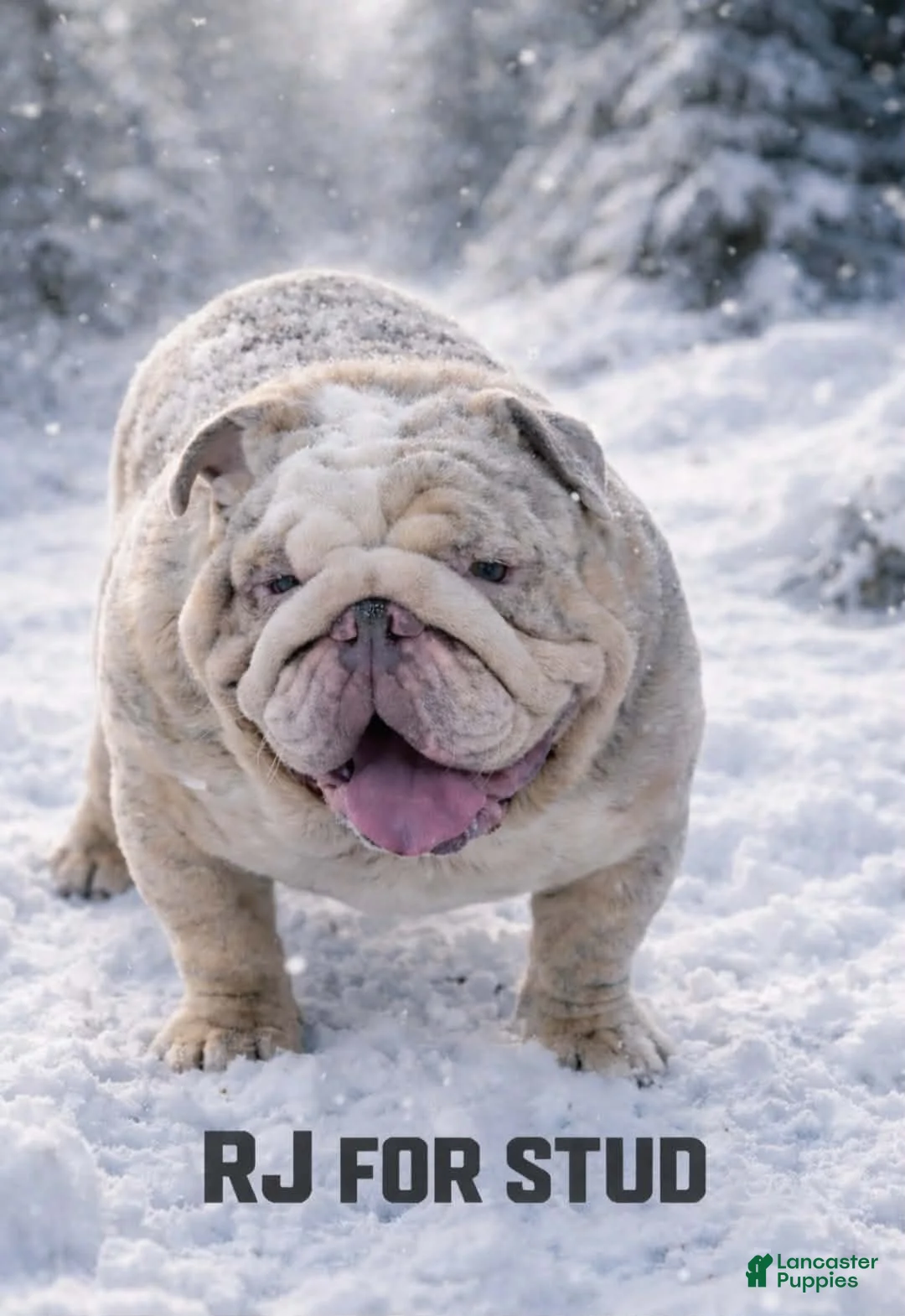 English Bulldog dogs for stud: English Bulldog 1 puppies - Ad 1