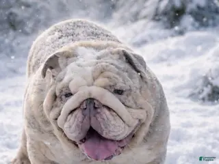 English Bulldog dogs English Bulldog 1 puppies - Ad 5