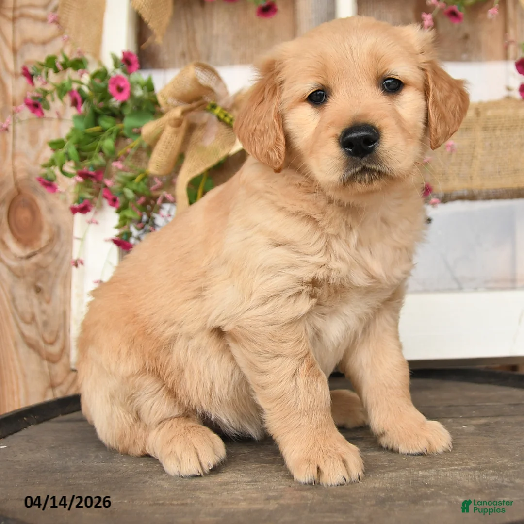 Golden Retriever dogs for sale: Lady - Ad 3