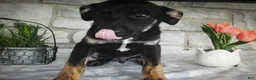 Mixed Breed dogs for sale: Mixed Breed 2 Balla - Ad 2