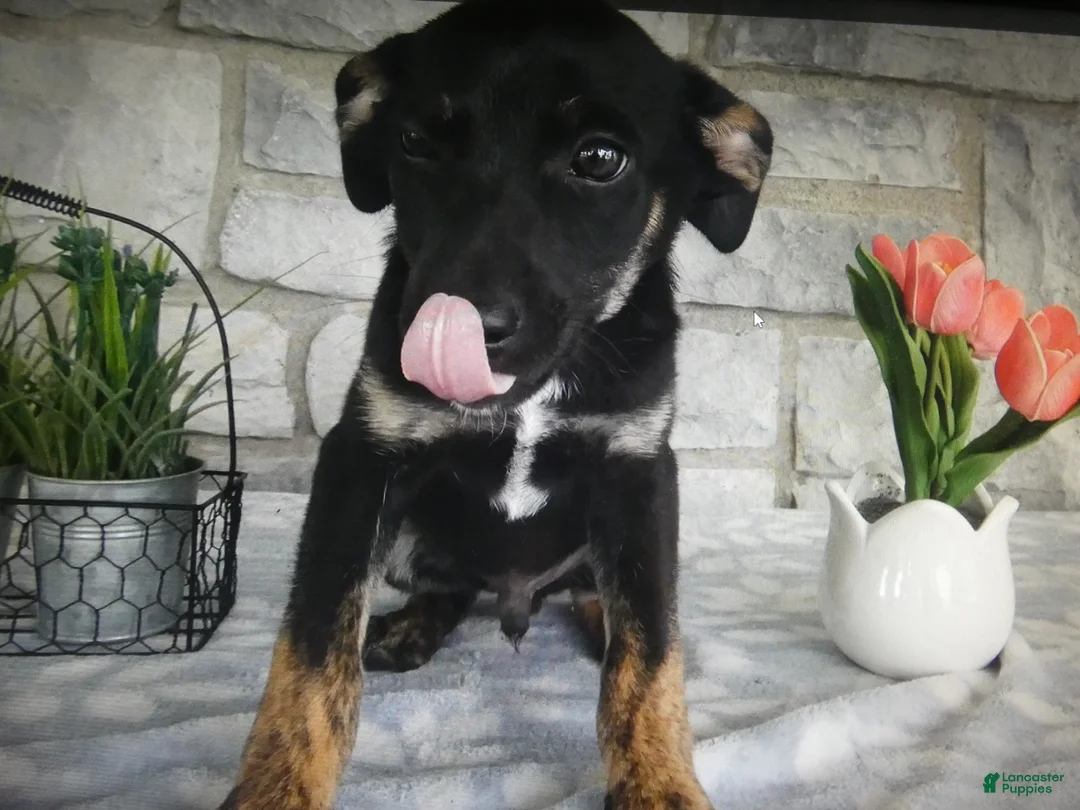 Mixed Breed dogs for sale: Mixed Breed 2 Balla - Ad 2