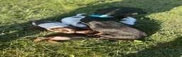Miniature Dachshund dogs for sale: Tootsie - Ad 5