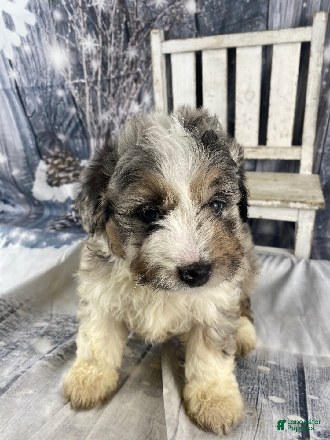 Mini Aussiedoodle dogs for sale: Ivy - Ad 4