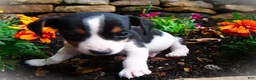 Jack Russell Terrier dogs for sale: Chris - Ad 4