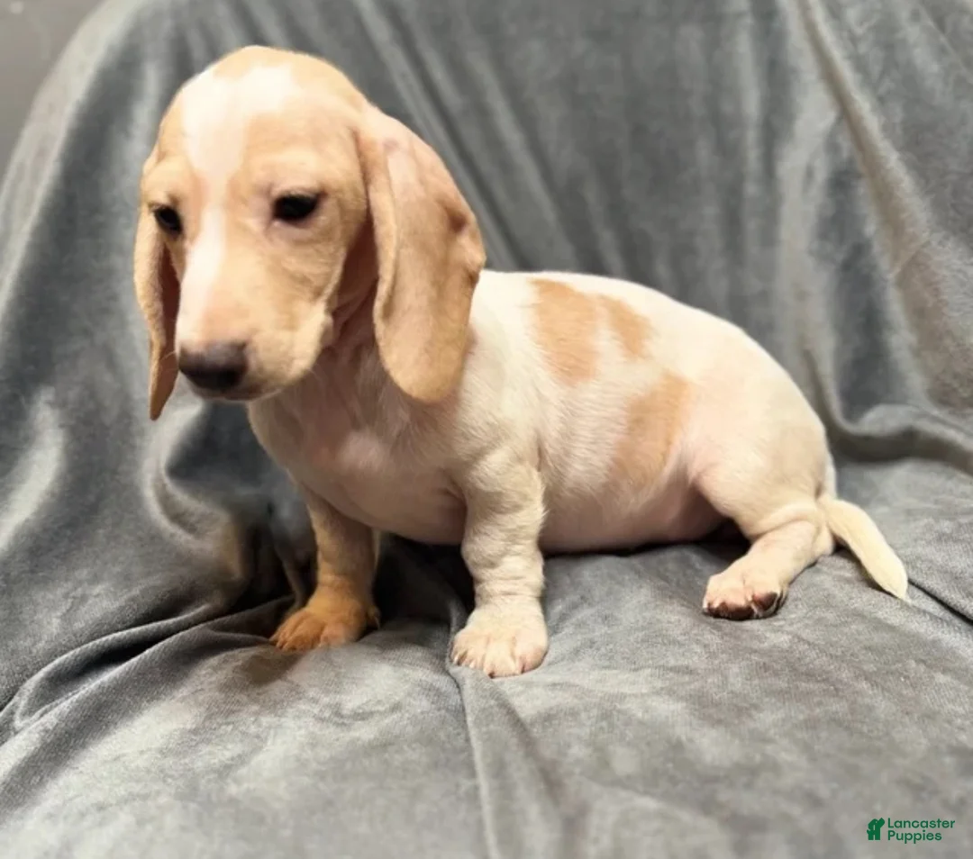 Miniature Dachshund dogs for sale: Miniature dachshund Lilly - Ad 1