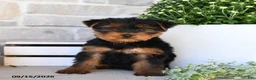 Yorkshire Terrier dogs for sale: Stacy - Ad 3