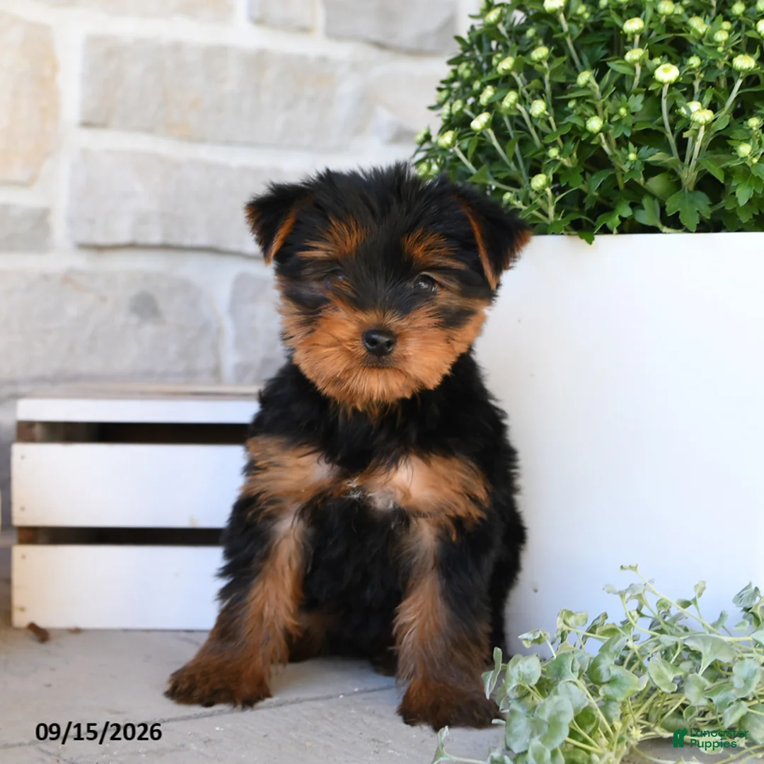 Yorkshire Terrier dogs for sale: Stacy - Ad 3