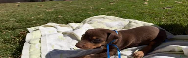 Doberman Pinscher 6