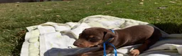 Doberman Pinscher dogs for sale: Doberman Pinscher 6 - Ad 1