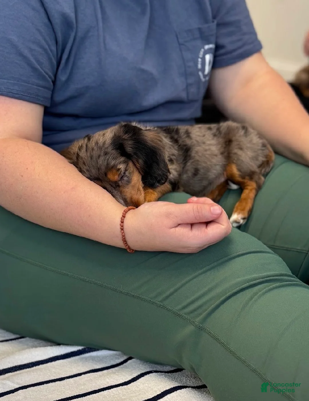 Miniature Dachshund dogs for sale: Lilac - Ad 2