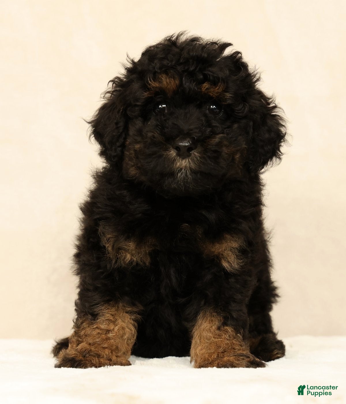 Mini Bernedoodle dogs Remi - Ad 1