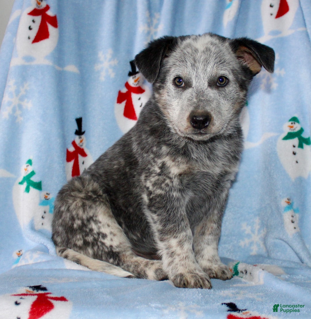 Australian Cattle Dog dogs for sale: Rambo - Ad 3