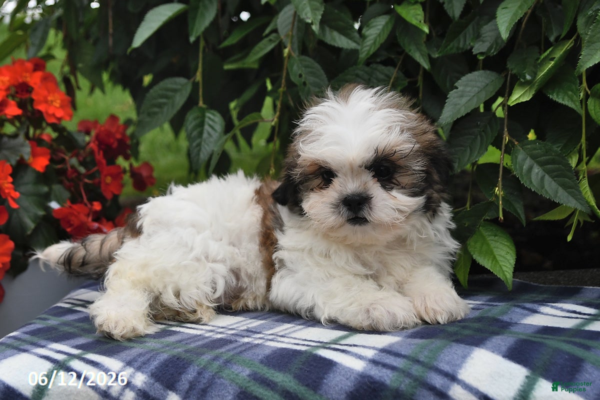 Shih Tzu dogs Kevin - Ad 2