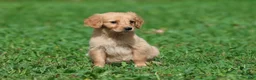 Golden Retriever dogs for sale: Cheerios - Ad 1