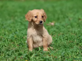 Golden Retriever dogs Cheerios - Ad 2