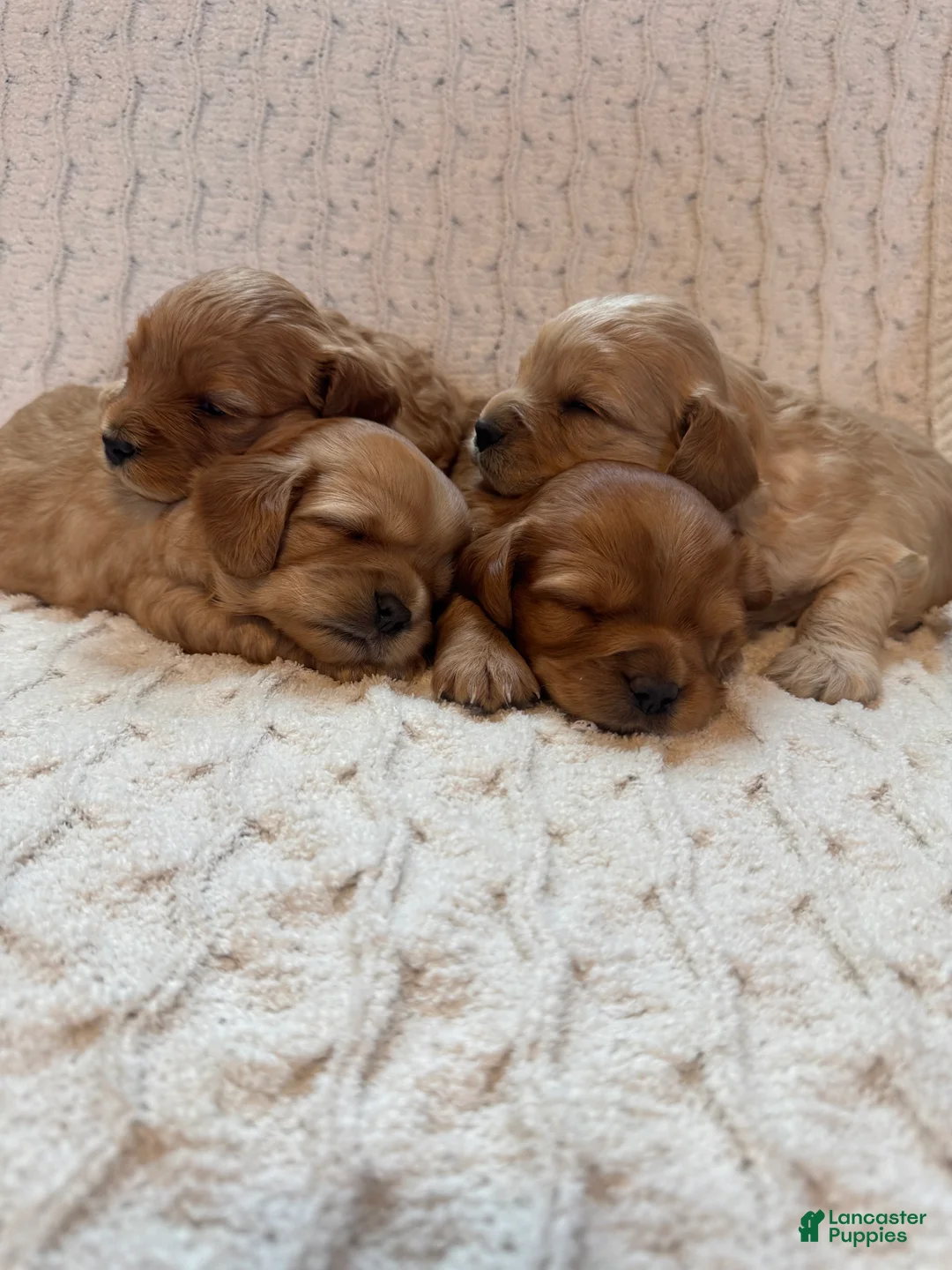 Cavapoo dogs for sale: Brandie - Ad 1