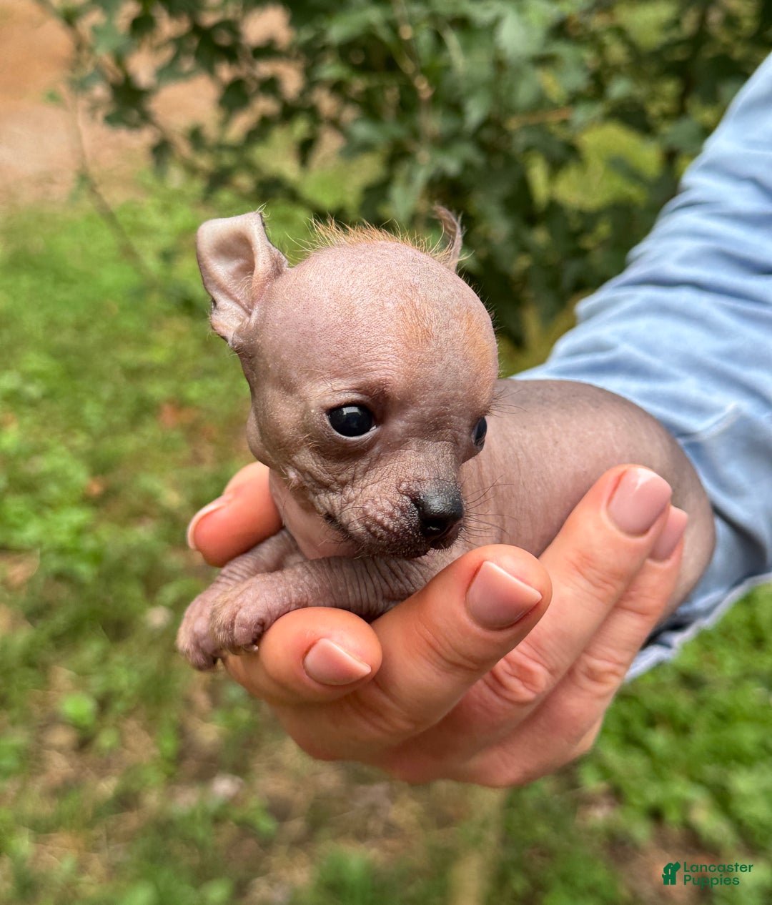 Mixed Breed dogs for sale: Cleopatra  - Ad 68