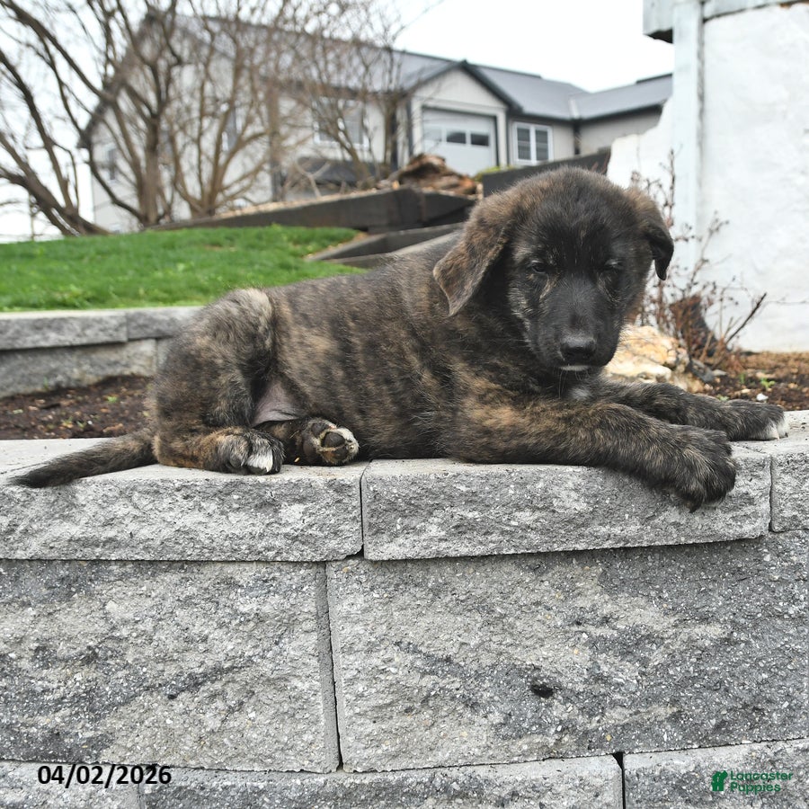 Mixed Breed dogs Thor - Ad 2