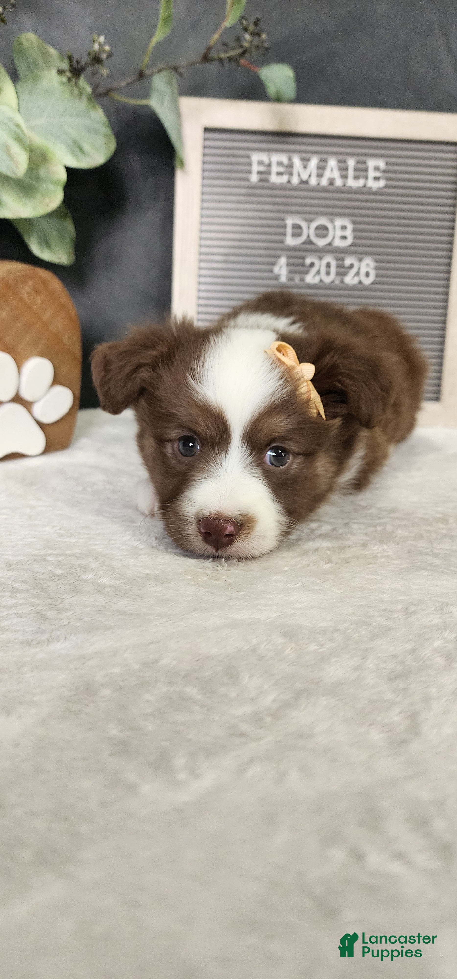 Miniature Australian Shepherd dogs Kara - Ad 2